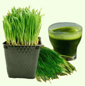 Wheatgrass a staple of healthy living
