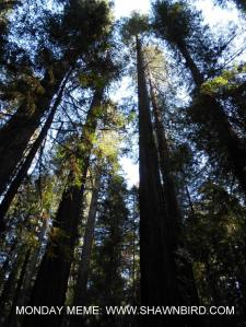 Red Wood ~ from Shawn Bird