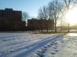 Rochdale Village Canadian Geese around 2010 and 2011