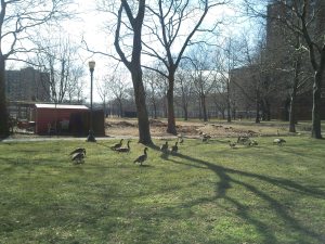 Mother Goose Birthday10