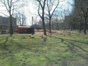 Mother Goose Birthday11