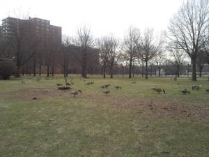 Mother Goose Birthday29(1)