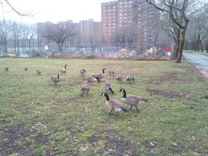 Mother Goose Birthday4 (4)