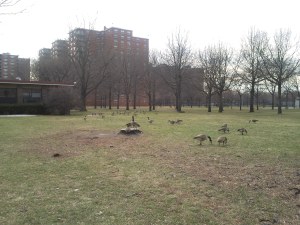 Mother Goose Birthday8