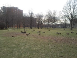 Mother Goose Birthday9