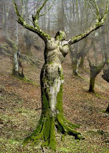 Woman Tree