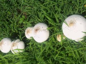 1506875_10202646724715016_1723162190_n