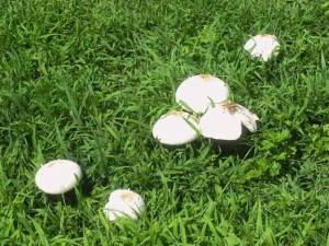 1524730_10202646747035574_587853828_n