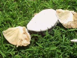 1526838_10202646726995073_488622712_n