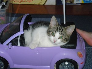 Kitty in a Barbie car