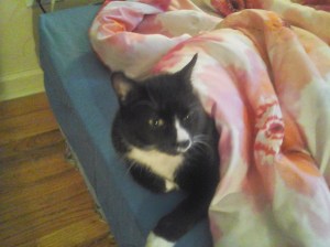 Sylvester aka Undercover Kitty