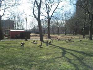 Mother Goose Birthday27