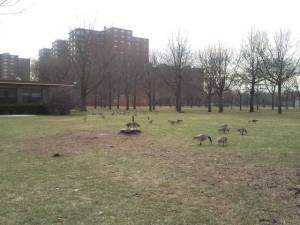 Mother Goose Birthday30(1)