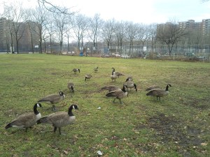 Mother Goose Birthday3(2)