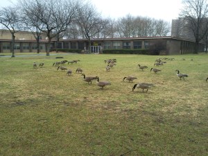 Mother Goose Birthday5(1)