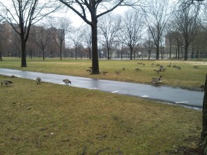 Mother Goose Birthday6 (4)