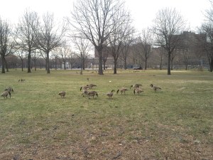 Mother Goose Birthday7