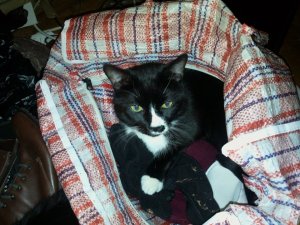 Sylvester in my old Laundry Bag