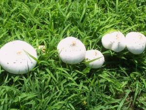 Toadstool_Fairy_Homes