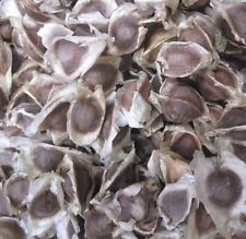 Moringa seeds