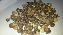 moringa_seeds.jpg_220x220