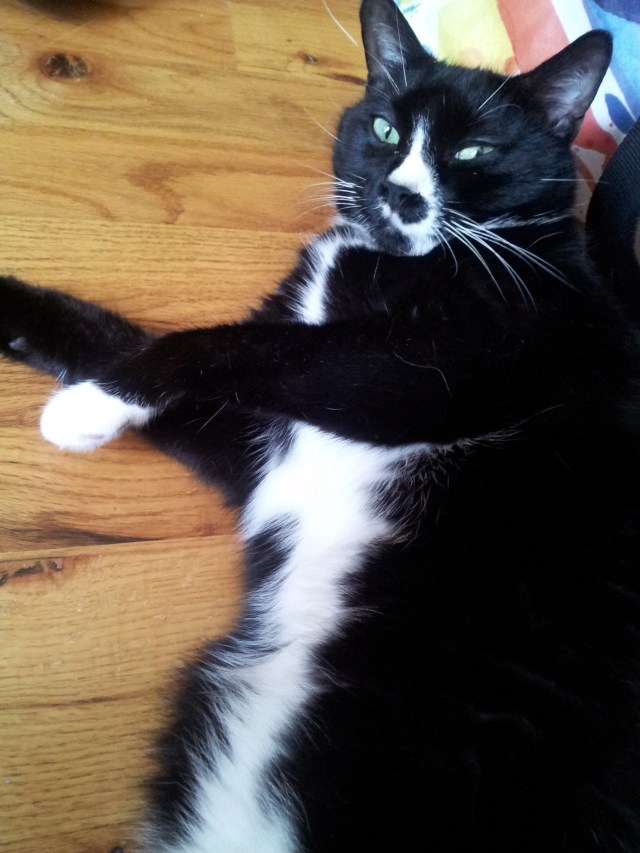 sylvester-tummy-rub-1