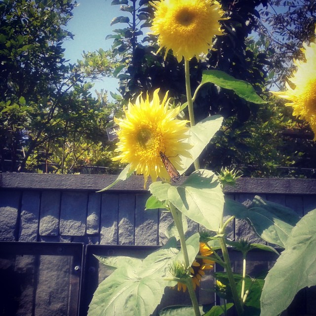 IMG_20170810_121503_042